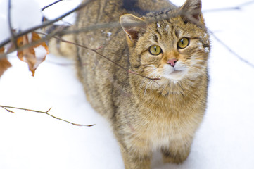 Wildkatzenportrait