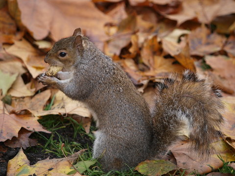 Squirel