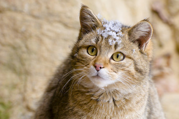 Wildkatzenportrait