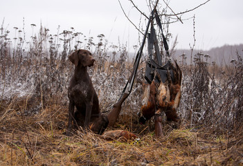 hunting dog
