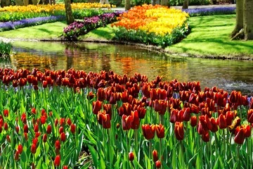 Fotobehang Colorful Tulips. © juri semjonow