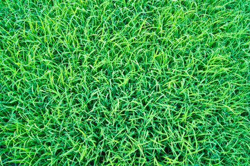 green grass of rice field background