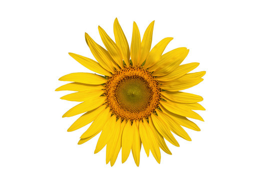 sunflower isolate