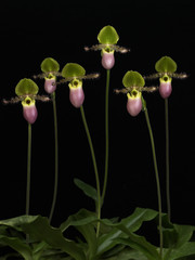 Paphiopedilum Pinocchio on the black background.