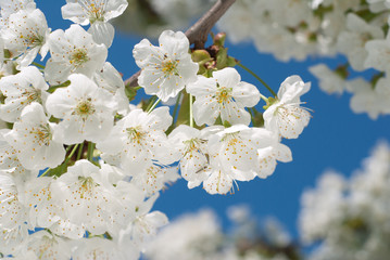 Cherry Blossom