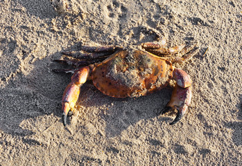Crab climbing on sand