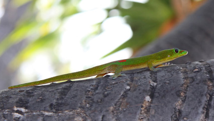 Day Gecko (Phelsuma lizard) 02