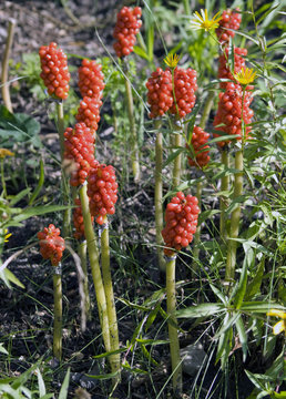 Italienischer Aronstab