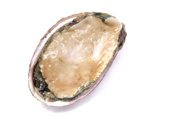 Abalone