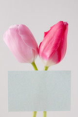 チューリップの花メッセージカード tulip