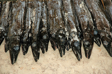 Degenfische