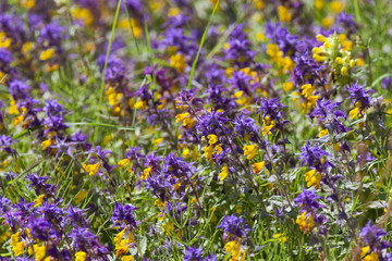 Fototapeta premium Wood Cow-wheat