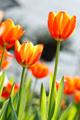 Colorful tulips