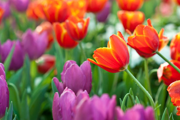 Colorful tulips
