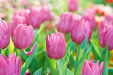 Colorful tulips