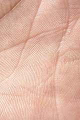 Hand, Palm Detail