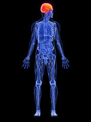 männliche Anatomie - markiertes Gehirn