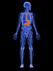 männliche Anatomie -  markierter Magen