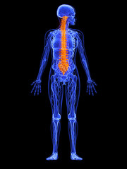 weibliche Anatomie - markierte Wirbelsäule
