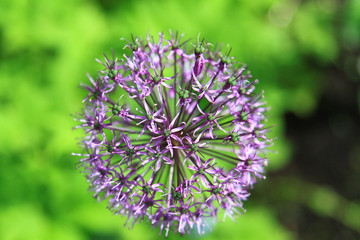 Flowering onion in bloom