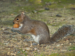 scoiattolo mangia una noce