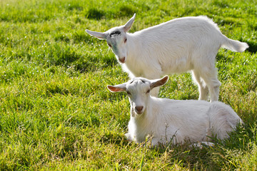 Obraz premium two goat kids in grass
