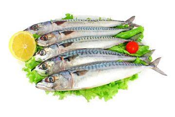Mackerels