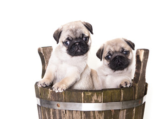 pug purebred puppy