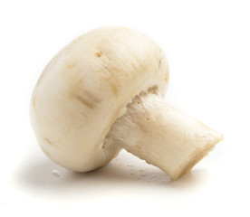 single mushroom