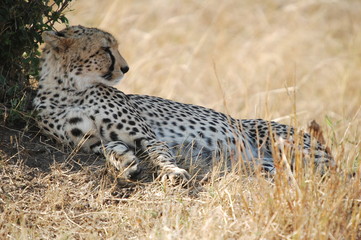 Cheetah (Acinonyx jubatus)