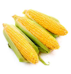 Corn isolated on white