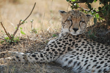 Cheetah sleeping