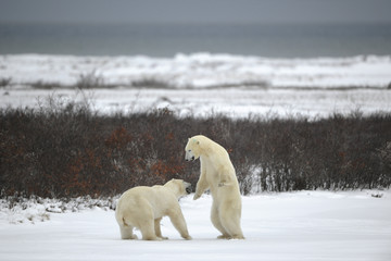 Fight of polar bears. .