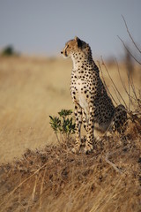 Obraz na płótnie Canvas Cheetah (Acinonyx jubatus)