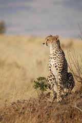 Obraz na płótnie Canvas Cheetah (Acinonyx jubatus)