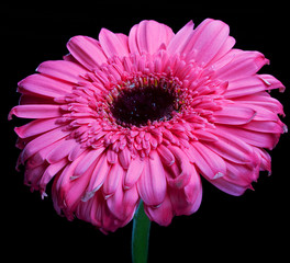 Gerber Daisy Standing Tall