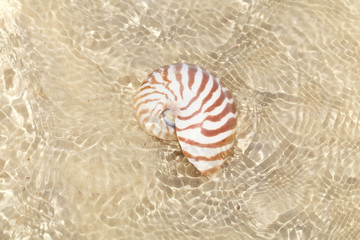 nautilus shell in crystal clear sea wate