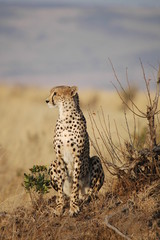 Cheetah (Acinonyx jubatus)