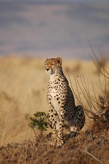 Cheetah (Acinonyx jubatus)