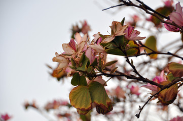 Magnolia