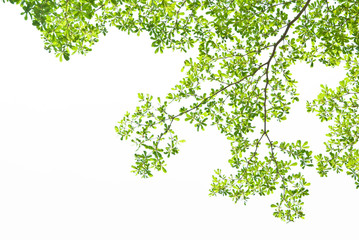 Fototapeta premium Green leave on white background