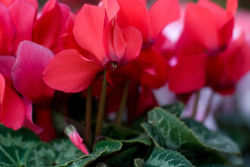 シクラメンの花