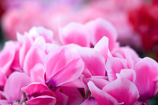 シクラメンの花 © varts