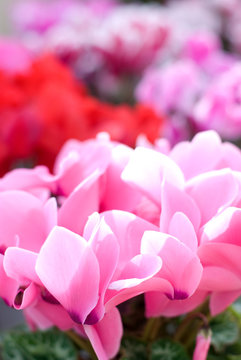 シクラメンの花 © varts