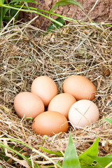 Eggs in a nest, vertical