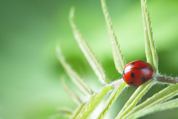 ladybug on leaf