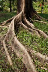 Obraz premium Tree roots