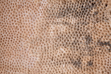 decoration in prehistoric Mnajdra temples. Malta