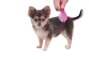 Brushing cute 3 months old Chihuahua puppy isolated on white