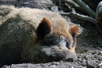 Obraz premium Wildschwein